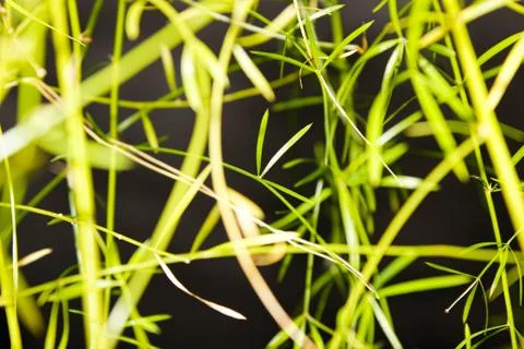 A pattern of Green thin plants with a dark background, abstract. Stock Photos