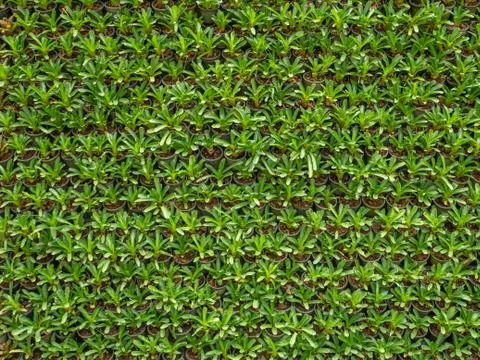 Pattern of green tree garden wall. Stock Photos