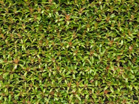Pattern of green tree garden wall. Stock Photos