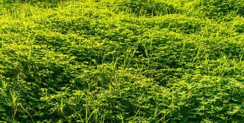 Pattern of green valley landscape with young  shiny grass,  green nature wa.. Stock Photos
