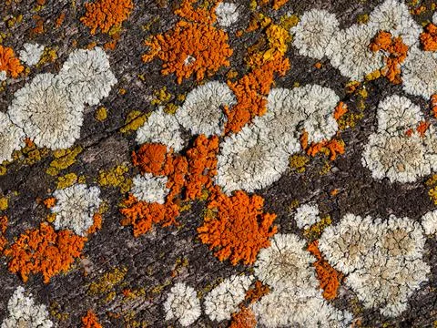 Pattern of grey and orange organic structure on wood. Hypogymnia physodes and Foto stock