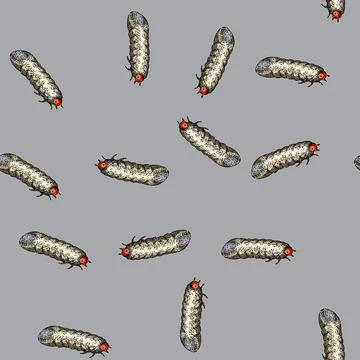 Pattern grub chafer sketch hand drawn Illustrazione stock