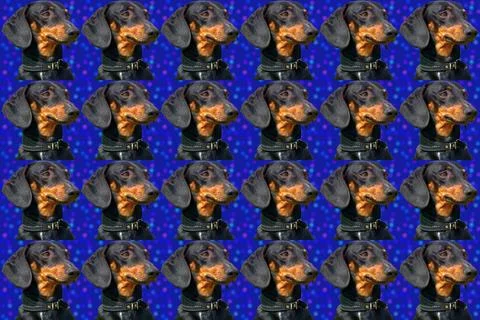 Pattern head of cute dachshund dog on blue Stock Illustration