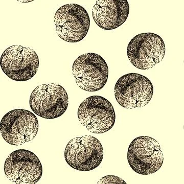 Pattern healthy longan fruit sketch hand drawn Stock Illustration