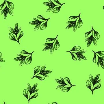 Pattern herb marjoram sketch hand drawn Stock Illustration