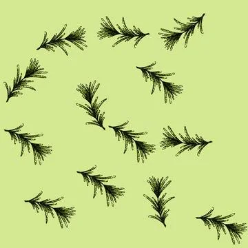 Pattern herb rosemary sketch hand drawn 스톡 일러스트