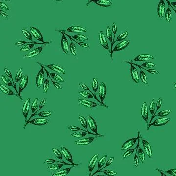 Pattern herb sage sketch hand drawn Stock Illustration