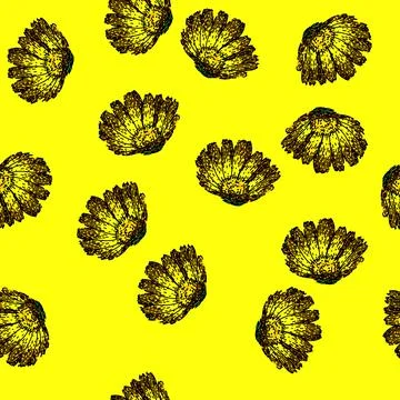 Pattern herbal calendula sketch hand drawn Stock Illustration