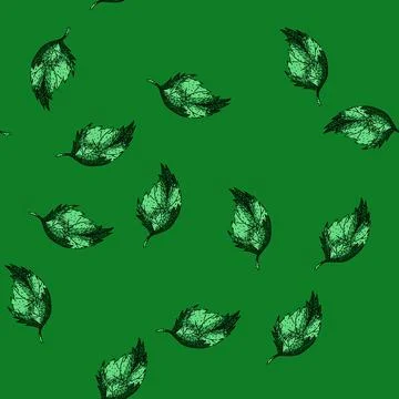 Pattern herbal nettle sketch hand drawn Stock Illustration