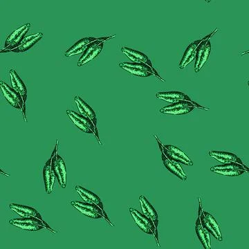 Pattern herbal sage sketch hand drawn Stock Illustration