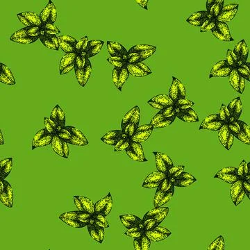 Pattern herbal thyme leaf sketch hand drawn Stock Illustration