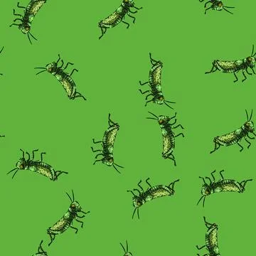 Pattern herbivore grasshopper sketch hand drawn Stock Illustration