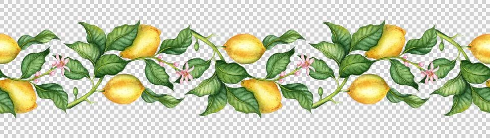 Pattern horizontal lemons and leaves watercolor Stock Illustration