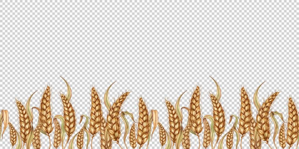 Pattern horizontal ripe ears of wheat in watercolor 스톡 일러스트