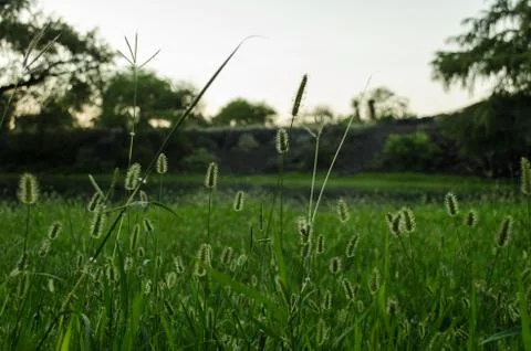 Pattern of horsetail flower background. Stock Photos