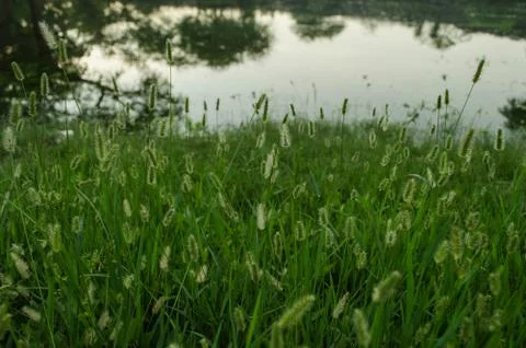 Pattern of horsetail flower background. Stock Photos
