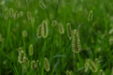 Pattern of horsetail flower background. Stock Photos