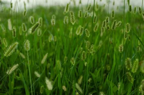 Pattern of horsetail flower background. Stock Photos