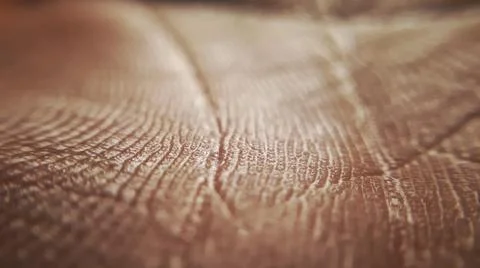 Pattern of human dark skin with cells and lines texture. Stock Photos