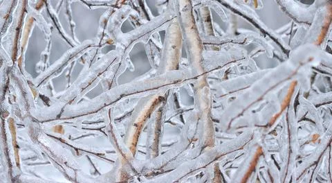 Pattern of icy birch branches on a natural, winter background Stock Photos
