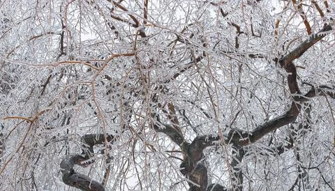 Pattern of icy branches and tree crowns on a natural winter background Stock Photos