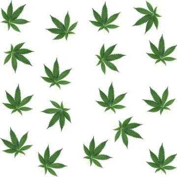 Pattern image with white background with real cannabis leaves 写真素材