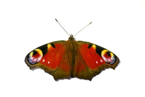 Pattern, insect and wings of butterfly on a white background for environment 스톡 사진