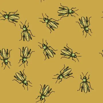 Pattern insect grasshopper sketch hand drawn Stock Illustration