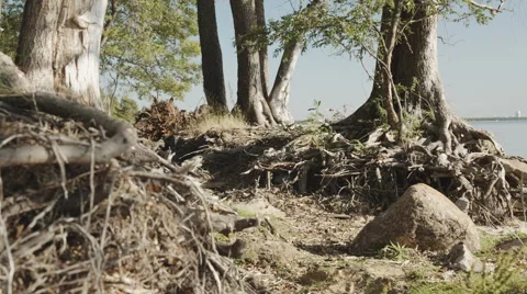 Pattern of intertwined tree roots Vidéo 54642016