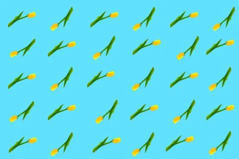 A pattern of isolated yellow tulips in random order. 스톡 사진