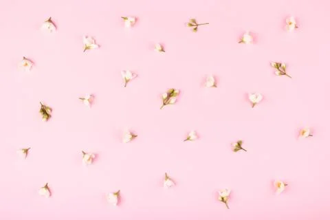 Pattern with jasmine flowers on pink background. Stock Photos