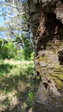 Pattern kara texture of an old cork tree in a forest in Portugal Stock Photos