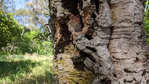 Pattern kara texture of an old cork tree in a forest in Portugal Stock Photos