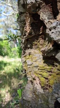 Pattern kara texture of an old cork tree in a forest in Portugal Stock Photos