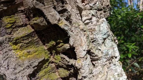 Pattern kara texture of an old cork tree in a forest in Portugal Stock Photos