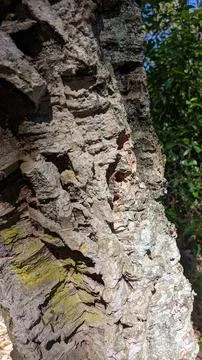 Pattern kara texture of an old cork tree in a forest in Portugal Stock Photos