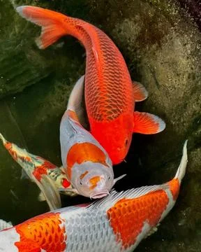 Pattern of Koi fish Stock Photos