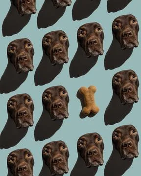 Pattern with a labrador dog on a light blue background. a poster for an animal Stock Photos