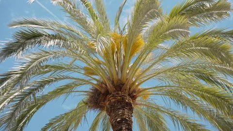 Pattern large green branches with palm leaves sway in wind with green parrot Stock Footage 262641832