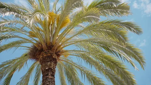 Pattern large green branches with palm flying bright parrot leaves sway Video stock 262641836