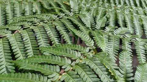 Pattern of a large leaf of the large fern Angiopteris evecta Stock Photos
