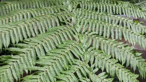 Pattern of a large leaf of the large fern Angiopteris evecta Stock-Fotos