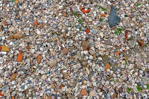 Pattern of large pile of pebbles rocks and seashells on a beach Stock Photos