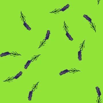 Pattern lavender lavender sketch hand drawn Stock Illustration