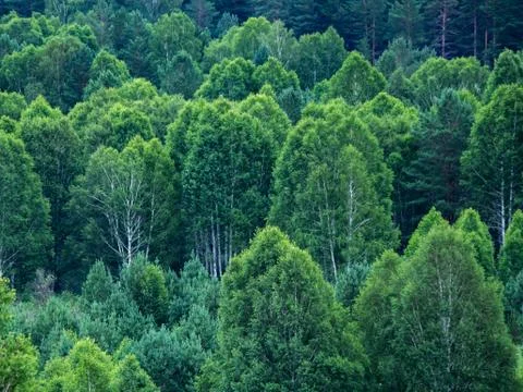 Pattern of layers of forest trees, evergreens in the mountains, summer day Stock Photos
