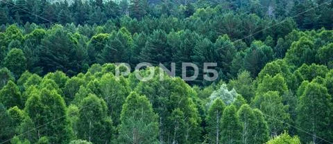 Pattern of layers of forest trees, evergreens in the mountains on a summer da Stock Photos
