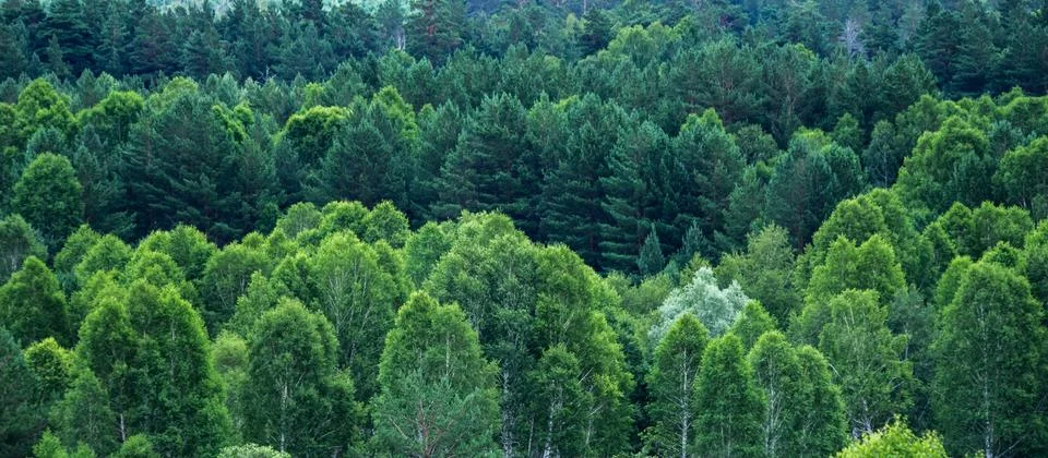 Pattern of layers of forest trees, evergreens in the mountains on a summer da Stock Photos