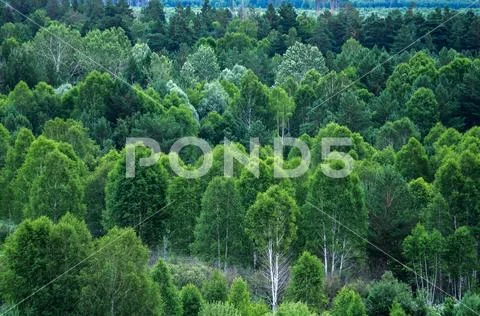 Pattern of layers of forest trees, evergreens in the mountains Stock Photos