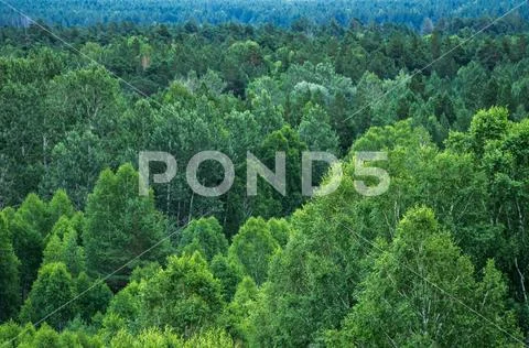 Pattern of layers of forest trees, evergreens in the mountains Stock Photos