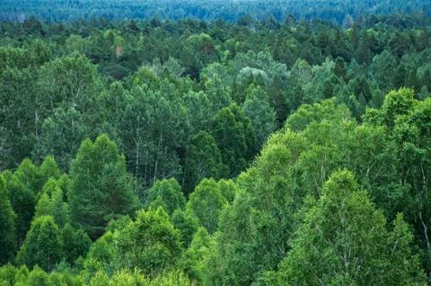 Pattern of layers of forest trees, evergreens in the mountains Stock Photos